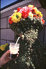  Burry Man, South Queensferry  